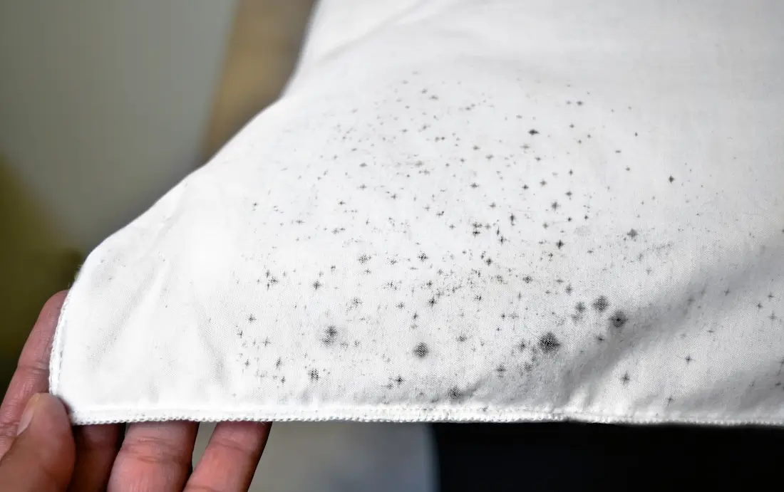 remove mold from clothes
