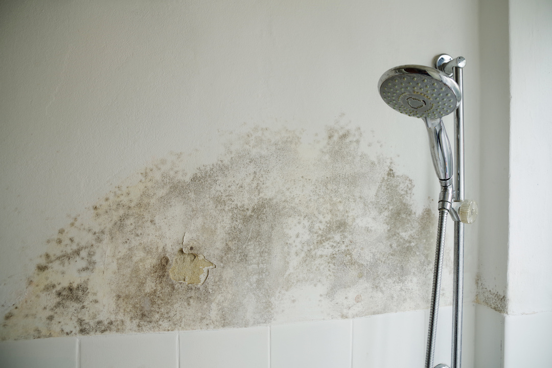 how to remove mold from shower